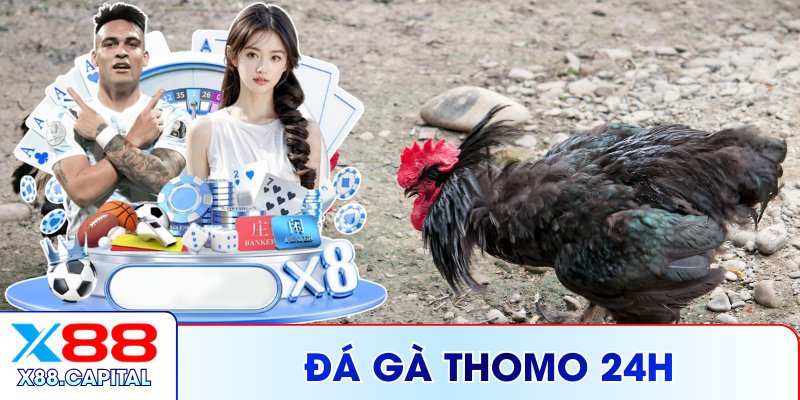 Đá Gà Thomo 24h X88 – Phát Sóng Ổn Định 24/7 Mỗi Ngày
