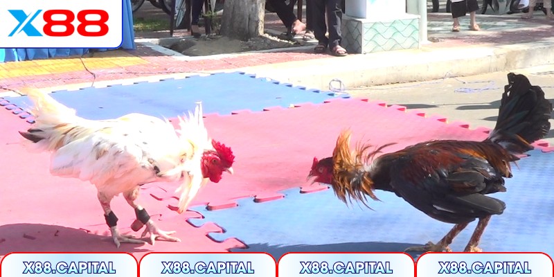 Gà mỹ cựa sắt có khung xương chắc và tốc độ vượt trội