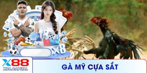 Gà Mỹ Cựa Sắt X88 - 5 Dòng Nổi Bật Được Ưa Chuộng
