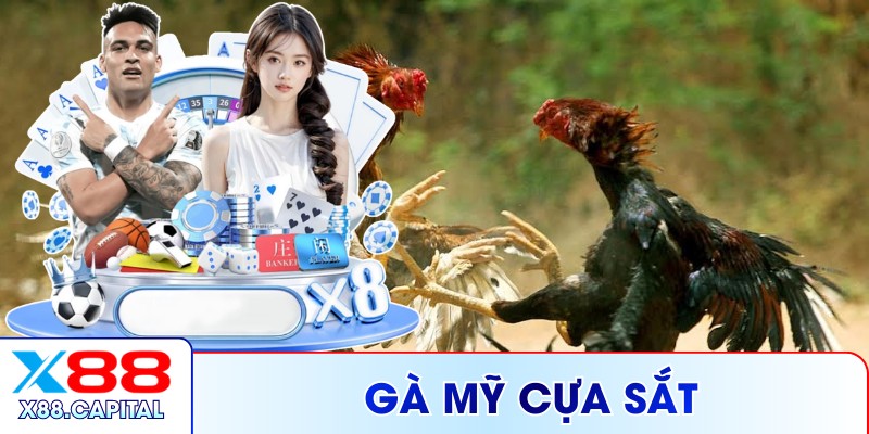 Gà Mỹ Cựa Sắt X88 - 5 Dòng Nổi Bật Được Ưa Chuộng