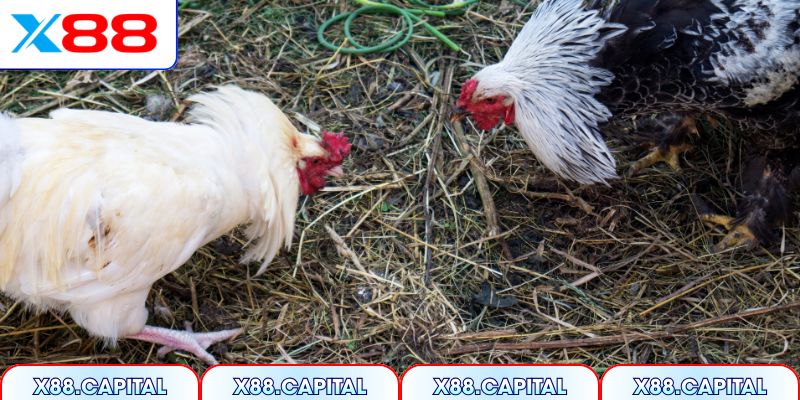 Khái quát nguồn gốc và đặc điểm đá gà Thomo 24h