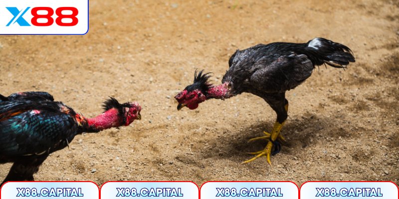 Phân tích thực chiến trước khi cược