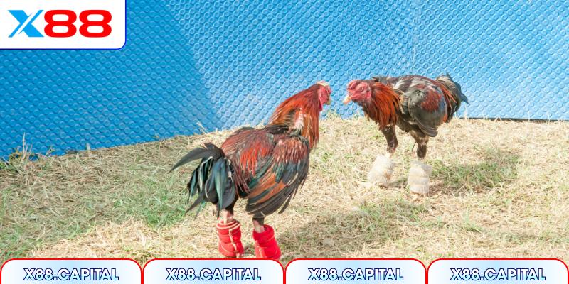 Tìm hiểu kỹ các quy định trước khi xuống tiền