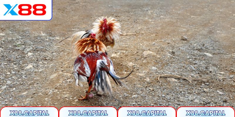 Tổng hợp các giải đấu quy mô quốc tế