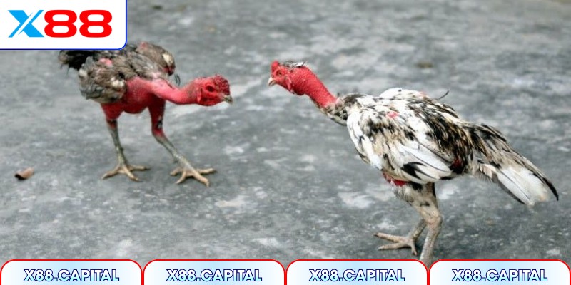 Xem xét thực tế rồi hẵng quyết